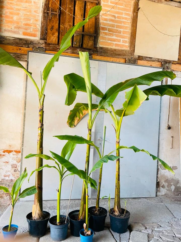 ‼️ Musa Basjoo Sakalinensis Banane Bananenpflanzen XXL ‼️ in Magdeburg