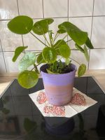 Chinesischer Glücksbaum, Pilea, UFO- Pflanze mit Ablegern Nordrhein-Westfalen - Hilden Vorschau