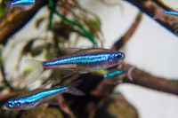 Blauer Neon - Paracheirodon simulans ab 1,50€ Niedersachsen - Selsingen Vorschau