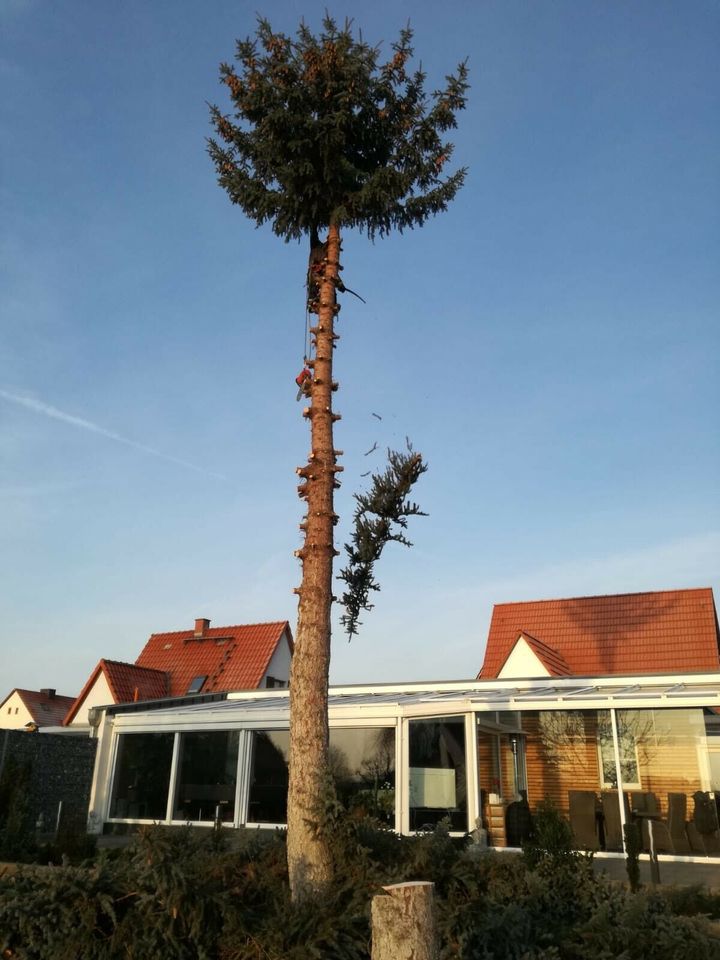 Garten- und Landschaftsbau, Baumfällung in Drei Gleichen