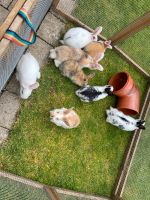 Kaninchen Hase Deutscher Riese Stallkaninvhen Nordrhein-Westfalen - Herten Vorschau