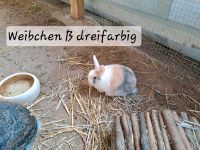 Sofort Auszug möglich! Zwergkaninchen, Kaninchen Berlin - Steglitz Vorschau