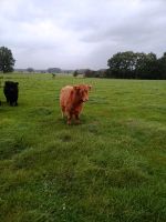 Highland Cattle Absetzer weiblich Färse Niedersachsen - Stelle Vorschau