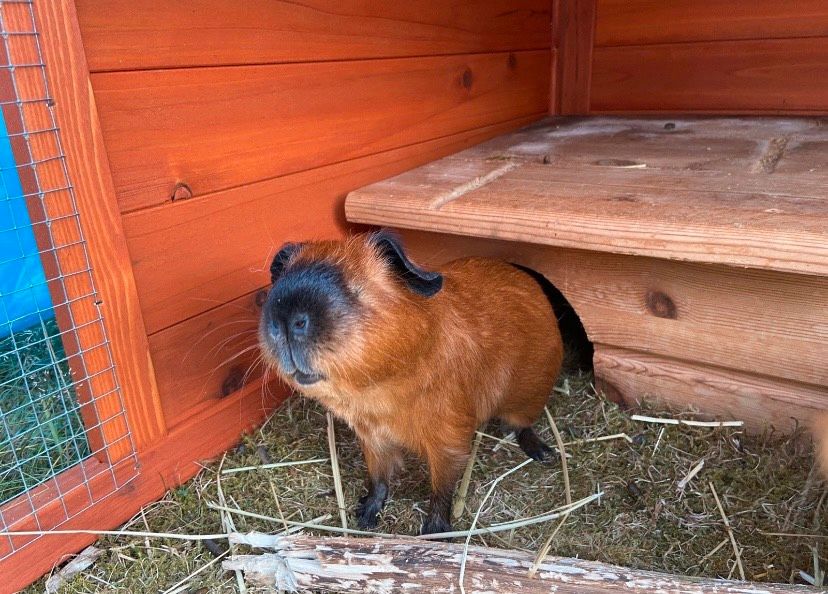 Meerschweinchen Duo in Lüneburg