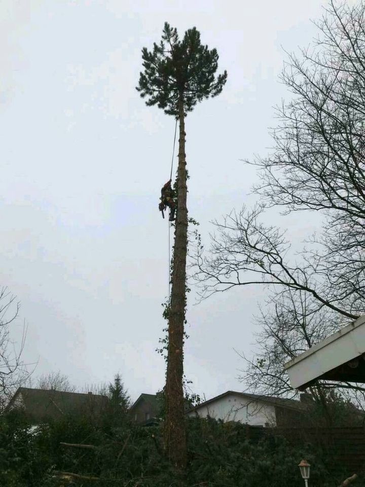 Baumfällungen, Beseitigung von Sturmschäden in Spiesen-Elversberg