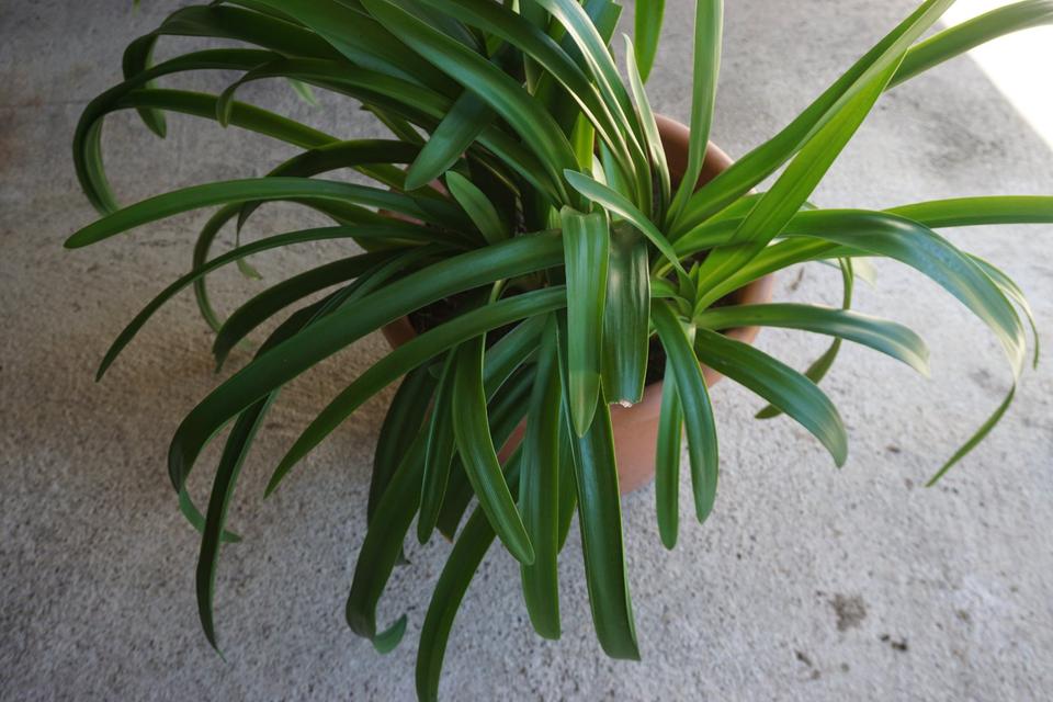 Ableger vom Agapanthus Schmucklilie, blau blühend Kübelpflanze in Rosendahl
