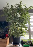 Ficus Benjamini Bayern - Rugendorf Vorschau