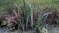 Wasserlilie Niedersachsen - Wiesmoor Vorschau