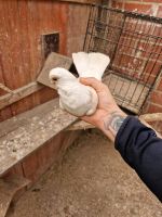 Männliche und weibliche Tauben zu verkaufen Nordrhein-Westfalen - Viersen Vorschau