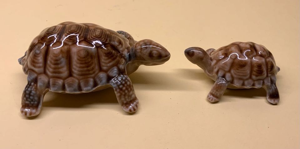 Achtung Schildkrötensammler: Zwei kleine Porzellanschildkröten in Steinfurt