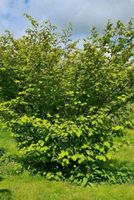 Zaubernuss gelb Niedersachsen - Neu Wulmstorf Vorschau