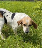 Beagle-Mischling PRISCILLA sucht noch ihr Körbchen Niedersachsen - Lilienthal Vorschau