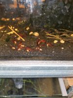 Neocaridina Red fire inkl Becken Nordrhein-Westfalen - Herzogenrath Vorschau