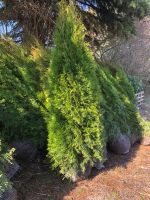 Thuja Smaragd Lebensbaum 180-200 cm *TOP Qualität* Baden-Württemberg - Obersulm Vorschau