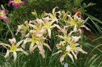 Taglilie - Hemerocallis - RAIN SPLASH - Doppelfächer Bochum - Bochum-Süd Vorschau