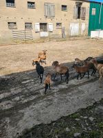Kamerun Schafe zu Verkaufen Nordvorpommern - Landkreis - Saal in MV Vorschau