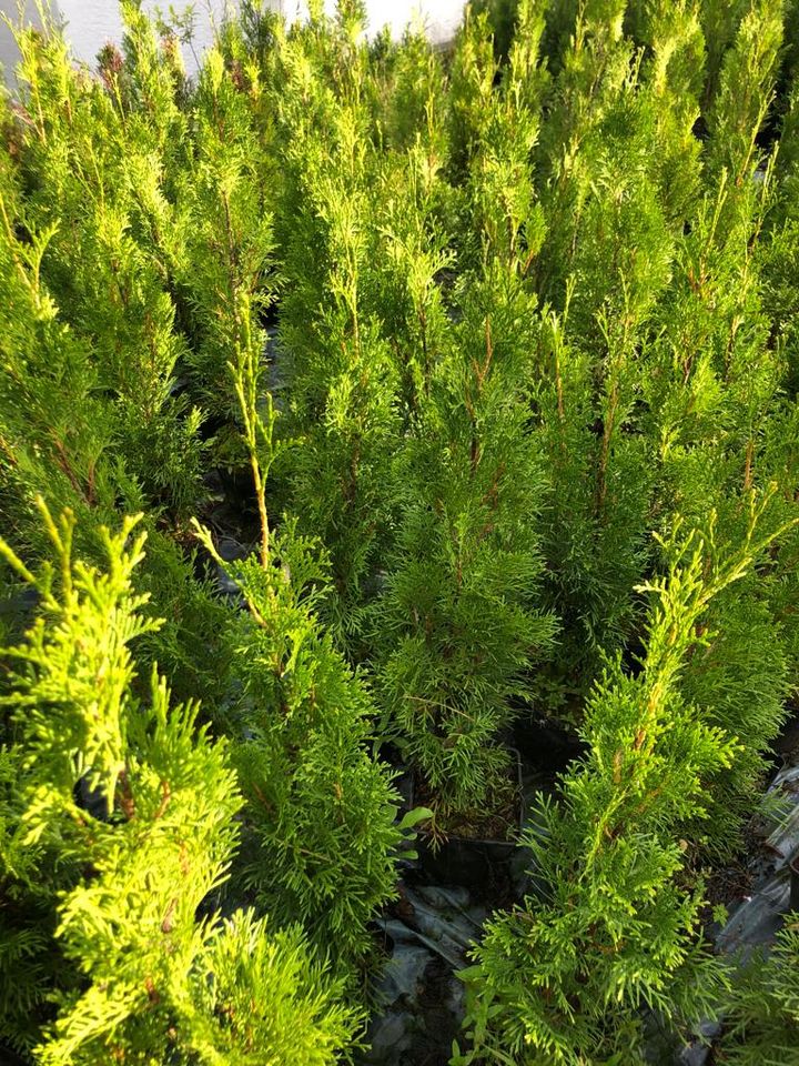 Sonderpreis Thuja Smaragd Lebensbaum 60-80 cm Hecke Thujen Thujas in Obersulm