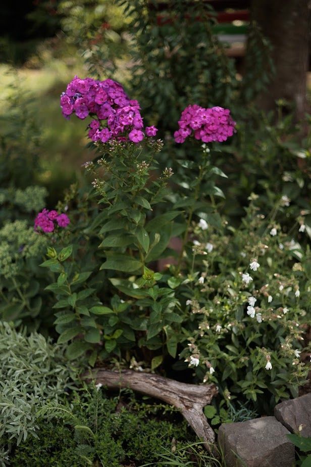 10 Samen Hohe Flammenblume,Phlox panuculata"Purple Rain",magenta in Großrosseln