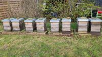 Verkaufe einige meiner Carnica Bienen Völker auf Zander Niedersachsen - Salzbergen Vorschau