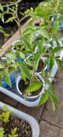 Tomatenpflanzen Niedersachsen - Westoverledingen Vorschau