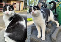 Katze vermisst - 500€ Finderlohn Baden-Württemberg - Bruchsal Vorschau