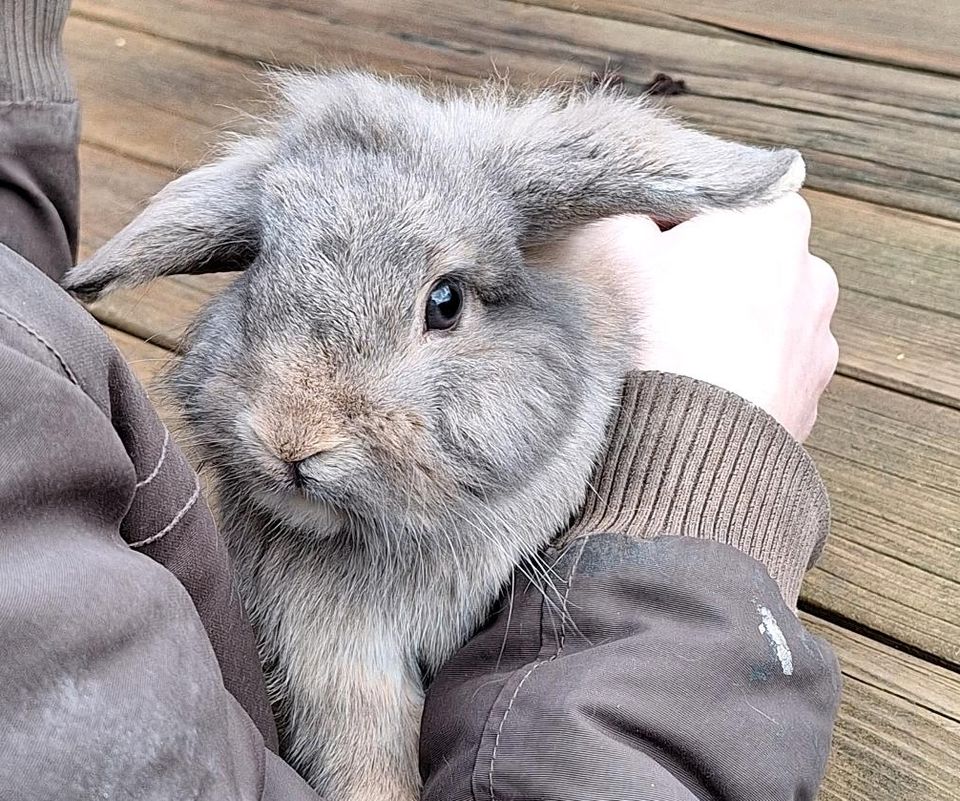 Junges Kaninchenböckchen sucht sein Traumzuhause in Verl