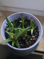 Haworthia limifolia Ableger Nordrhein-Westfalen - Heiligenhaus Vorschau