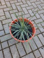 Yucca rostrata Winterhart Thüringen - Effelder (bei Leinefelde) Vorschau