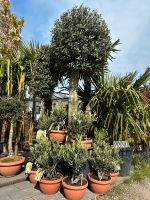 Olivenbaum (Olea europaea) 35/40 cm Stammumfang Riesig!!!! Nordrhein-Westfalen - Borgholzhausen Vorschau