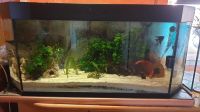 240 l.Aquarium od.Terrarium DICHT 240 l Nordrhein-Westfalen - Schieder-Schwalenberg Vorschau