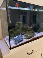 Fische Aquarium Köln - Porz Vorschau
