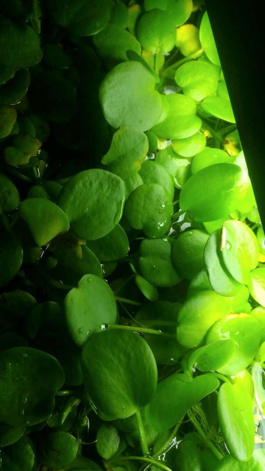 Teichbeschattung Schwimmpflanzen Gartenteich Goldfische Schnecken in Leipzig