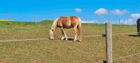 Haflinger Hengst Rheinland-Pfalz - Oberraden Vorschau