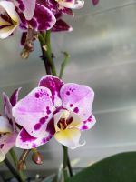 Orchidee Phalaenopsis PELORIC BLÜHT Mitte - Wedding Vorschau