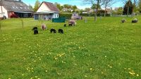 Herdwick Lämmer zu verkaufen Nordwestmecklenburg - Landkreis - Dassow Vorschau