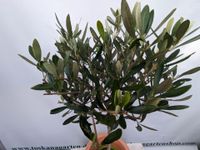 Olivenbaum, Olive Baum, Olea europaea Rheinland-Pfalz - Lingenfeld Vorschau