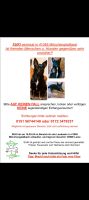 DRINGEND !  HUND GESUCHT Nordrhein-Westfalen - Mönchengladbach Vorschau