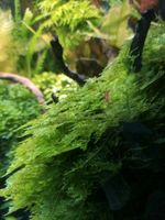 Aquarium Wasserpflanzen Vesicularia Mini Christmas Moos Nordrhein-Westfalen - Mönchengladbach Vorschau