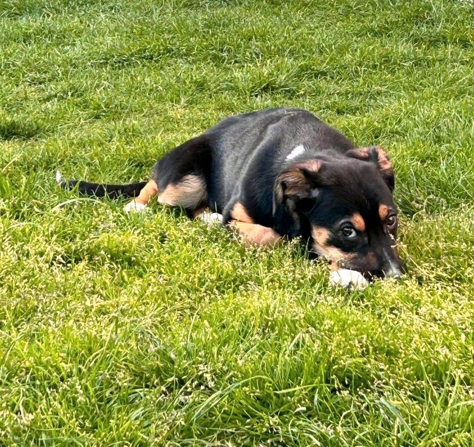 Welpenmädchen Juna sucht ihr Zuhause ❤️ in Teltow