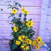 Wunderschön gelb leuchtende Stauden Blumen, gelbe Blumen Berlin - Tempelhof Vorschau