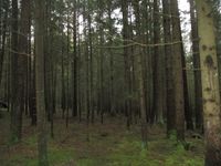 Gepflegtes Waldgrundstück in der Gemeinde Tiefenbach Bayern - Tiefenbach Oberpf Vorschau