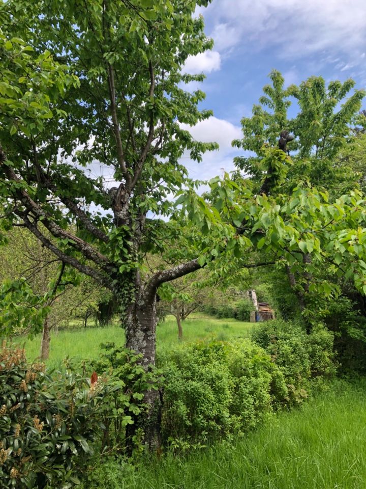 Garten mit Obstbaumbestand in Esslingen Hegensberg in Esslingen