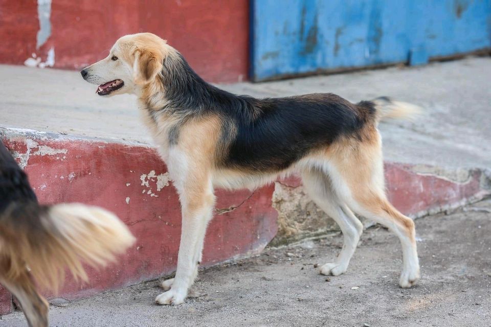 SAM Mischling Tierschutz Hund Rüde in Döbeln