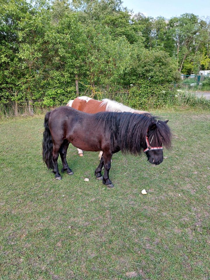 Sehr schöner Rapphengst in Witterda