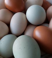 Täglich frische Eier von glücklichen Hühnern Mecklenburg-Vorpommern - Torgelow Vorschau