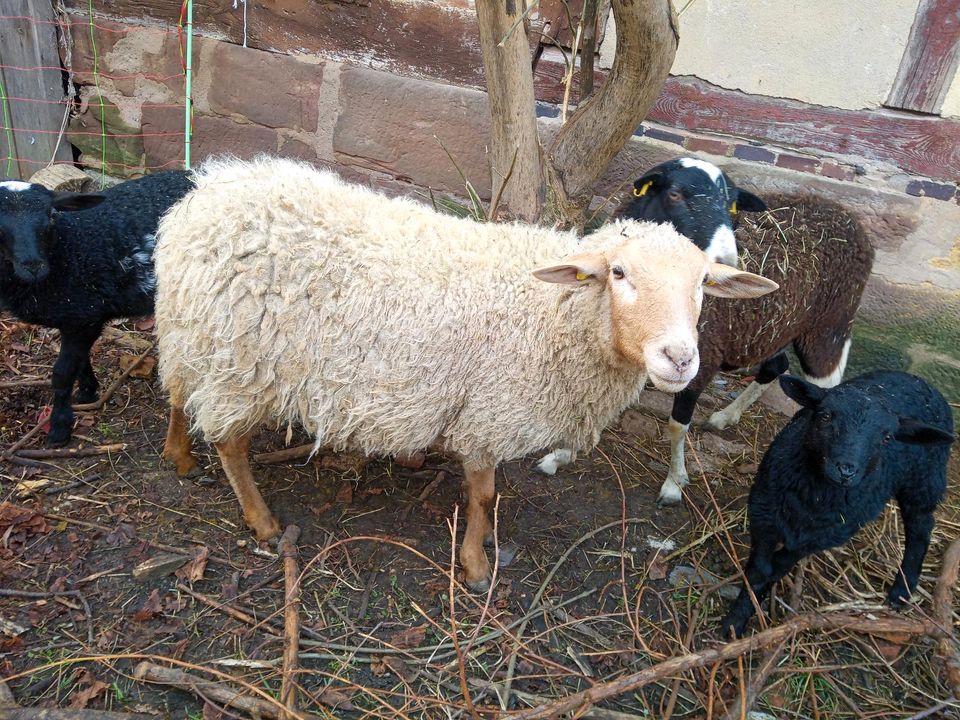 Weibliche Schafe abzugeben, 4 Auen und 1 junges weibliches Schaf in Friedland