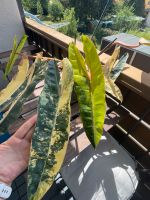 Philodendron Billietiae variegata bewurzelter steckling Stuttgart - Bad Cannstatt Vorschau