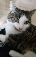 Katze Kasia immer noch vermisst Bayern - Burgebrach Vorschau