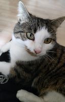Katze Kasia weiterhin vermisst.. Bayern - Burgebrach Vorschau