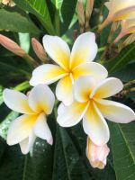 Frangipani, Plumeria, Tempelbaum Niedersachsen - Bülstedt Vorschau